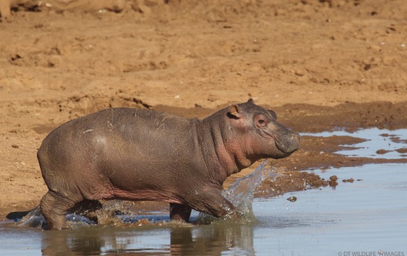 Playful Baby Hippo 