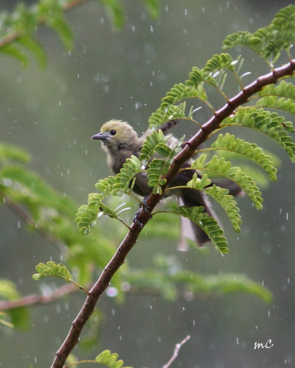 Palm Tanager Under Tropical Shower