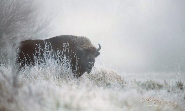 Wild European Bison