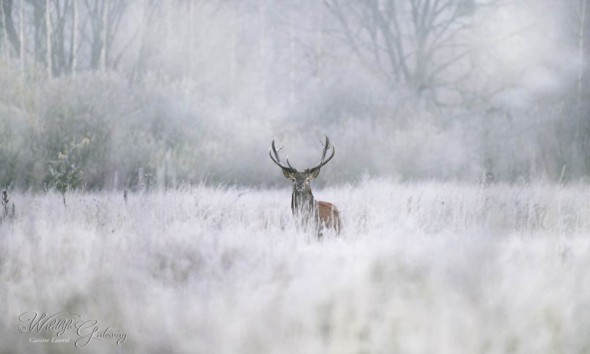 Stag in Morning Frost