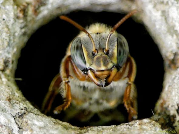  Guarding the Hive - Genus Melipona