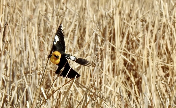 Yellowheaded Blackbird - a Wider Shot!