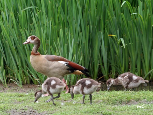 Egyptian Goose Family