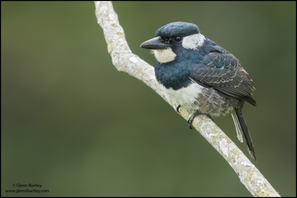 Black-breasted Puffbird 