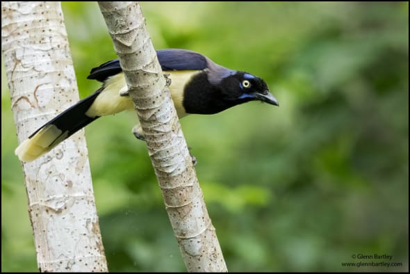 Black-chested Jay (Cyanocorax Affinis)