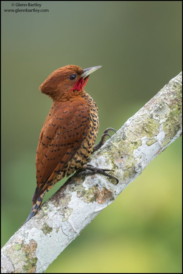 Cinnamon Woodpecker (Celeus Loricatus)