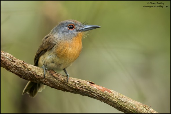 Grey-cheeked Nunlet (Nonnula Frontalis)