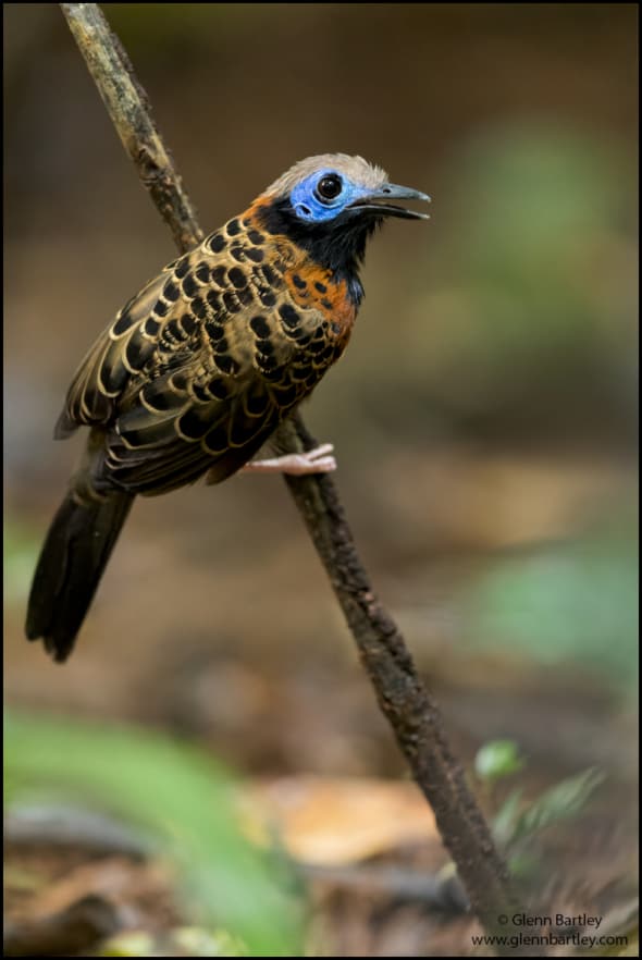 Ocellated Antbird (Phaenostictus Mcleannani) 