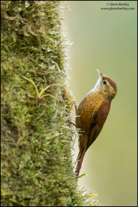 Ruddy Treerunner (Margarornis Rubiginosus)
