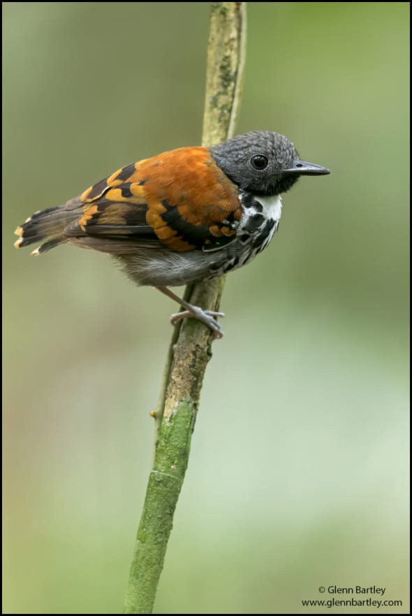 Spotted Antbird (Hylophylax Naevioides)