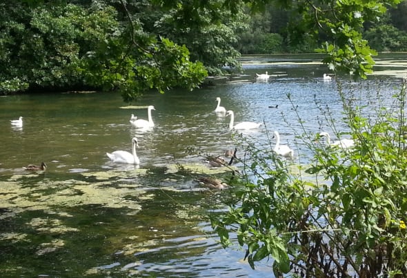 Clumber Swans