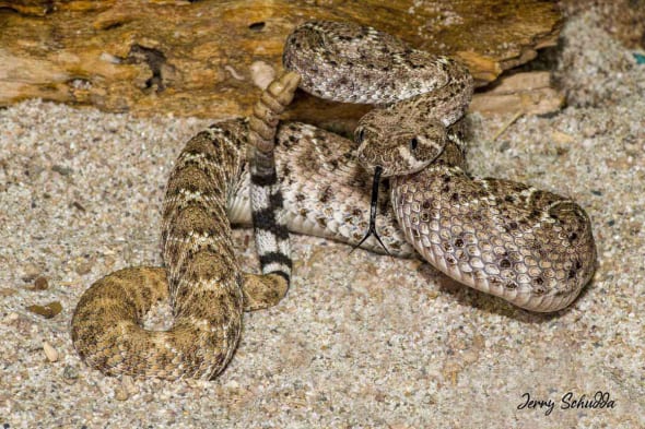 Juvenile Western Diamond-backed Rattlesnake