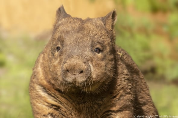 Southern Hairy nosed Wombat Focusing On Wildlife