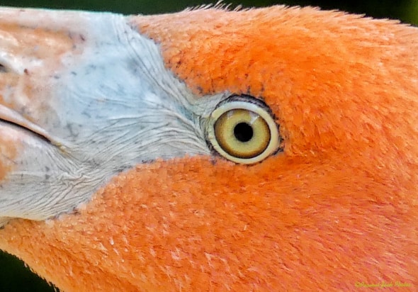 Mexican Flamingo - Closeup Colors