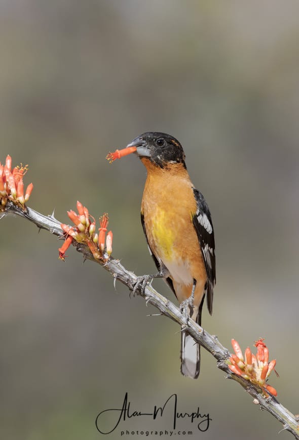 Black-headed Grosbeak Feeding on Ocotillo