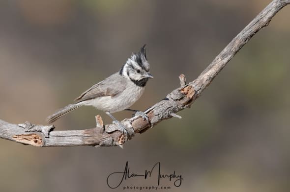 Bridled Titmouse