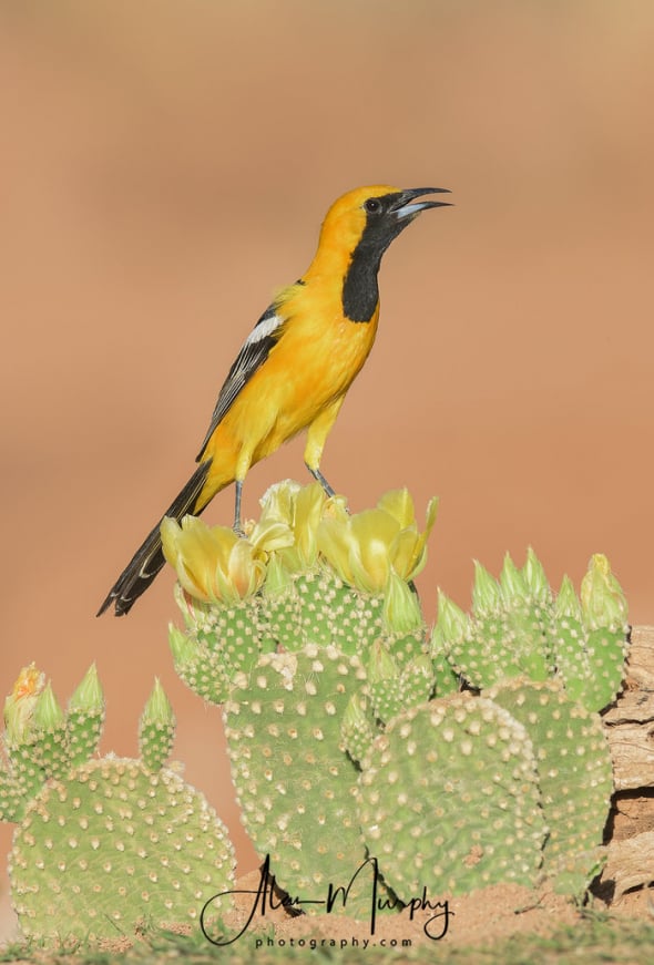 Hooded Oriole Singing on Angel's Wing Cactus