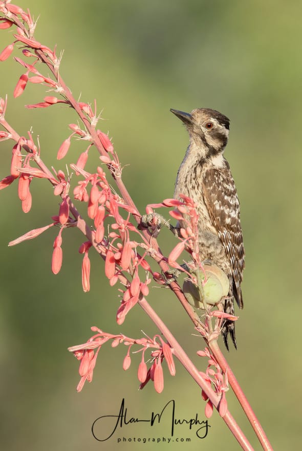 Ladder-backed Woodpecker on Red Yucca