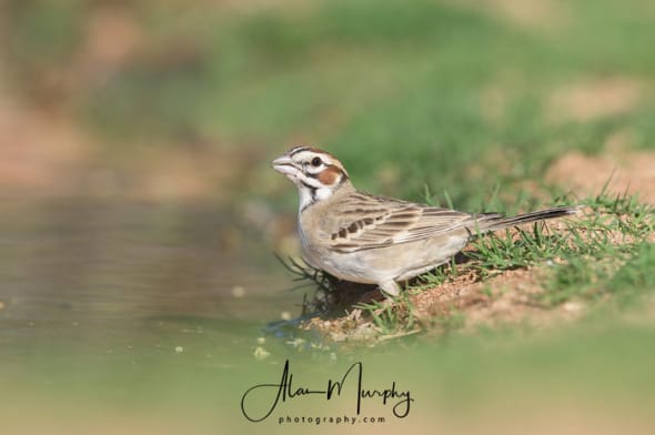 Lark Sparrow