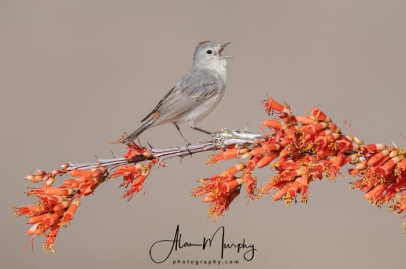 Lucy's Warbler Singing on Ocotillo