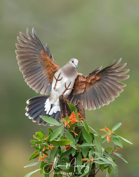 White-tipped Dove