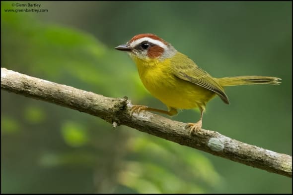 Chestnut-capped Warbler 