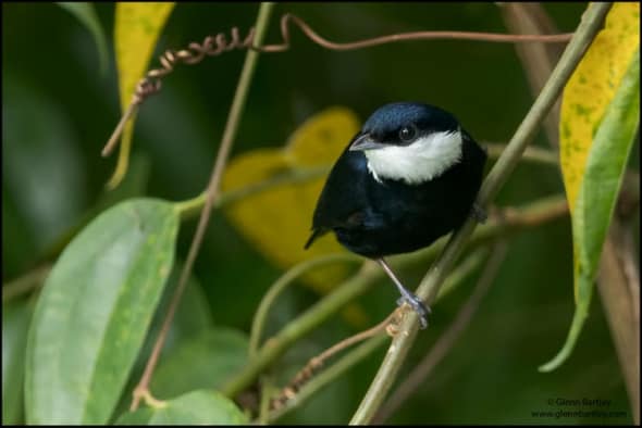 White-ruffed Manakin (Corapipo Altera)