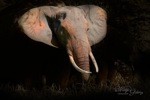 Tarangire Red Elephant