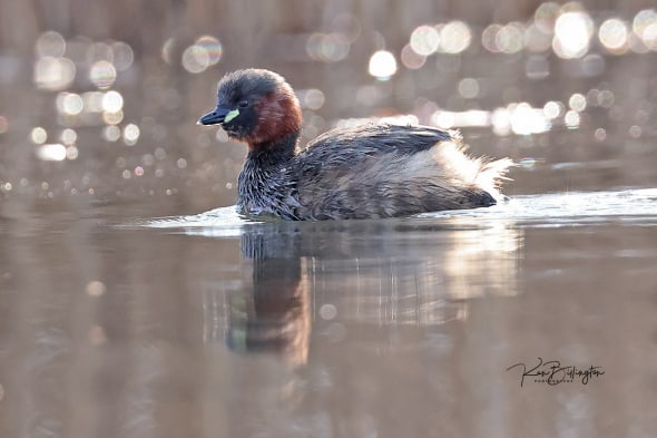 Little Grebe at Eye Level