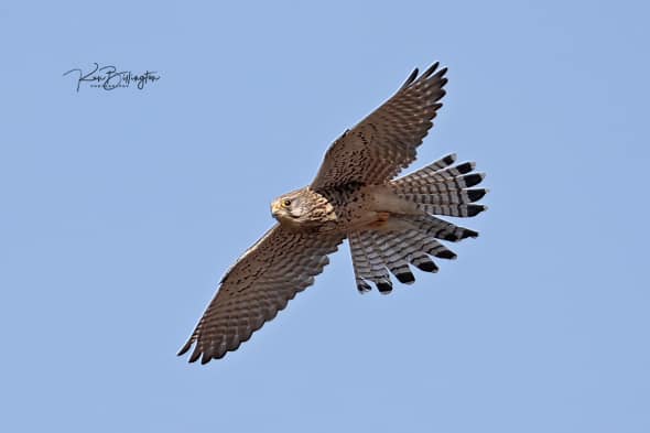 Kestrel in Flight