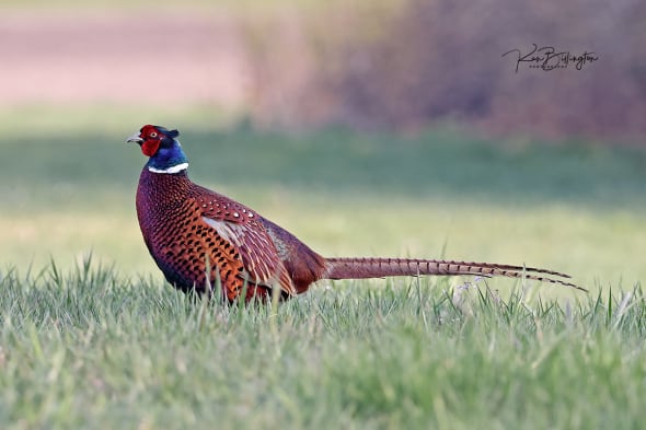 Pheasant as the Sun Rises