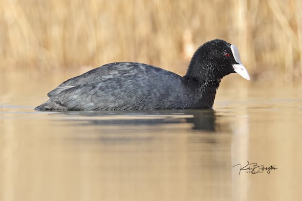 Coot at Eye Level