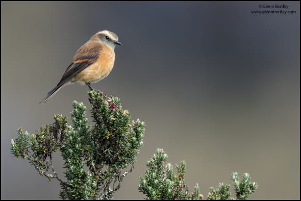Brown-backed Chat-tyrant