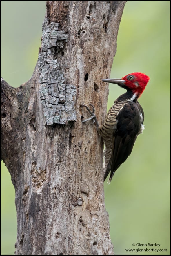 Guayaquil Woodpecker 