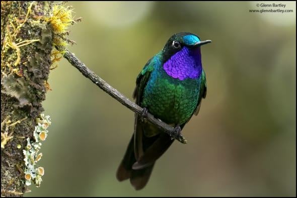 Purple-throated Sunangel 