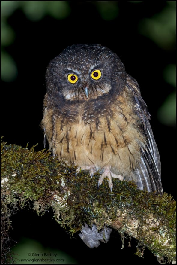 White-throated Screech Owl 