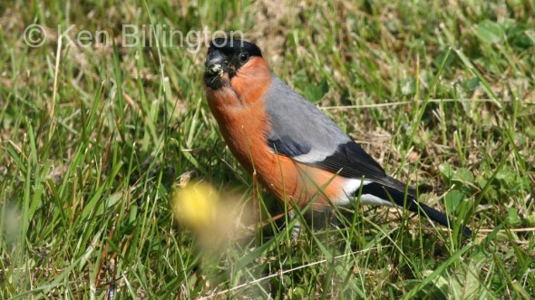 Bullfinch (Pyrrhula pyrrhula) 