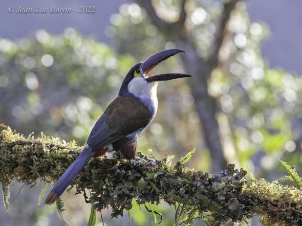 Grey-breasted Mountain-toucan Andigena nigrirostris