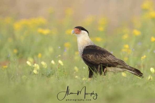 Crested Caracara in Wildflowers