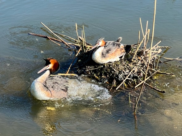 Pair of Great Crested Grebes