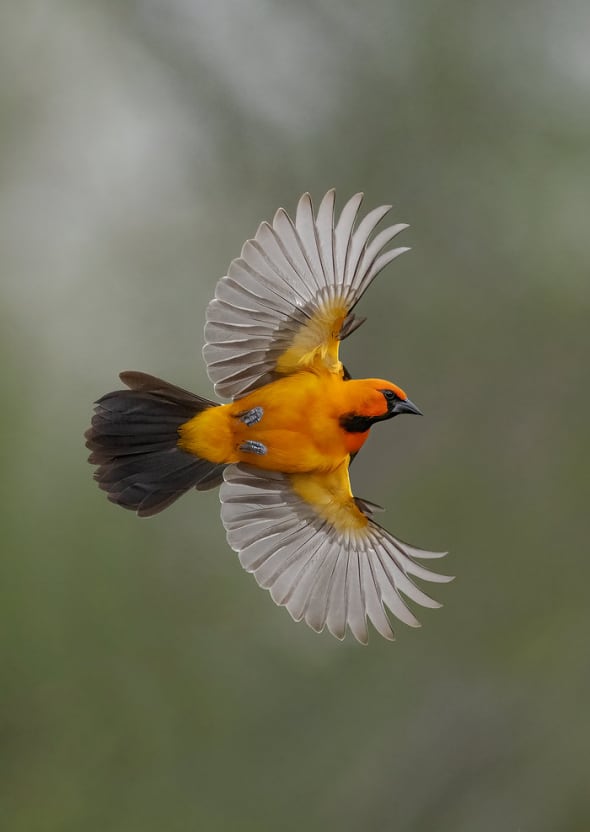 Altimira Oriole