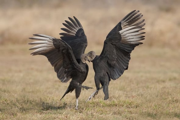 Black Vultures