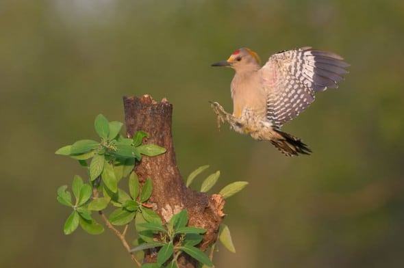 Golden-fronted Woodpecker 