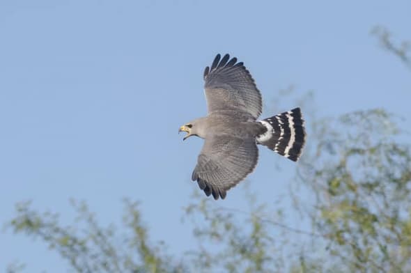 Gray Hawk