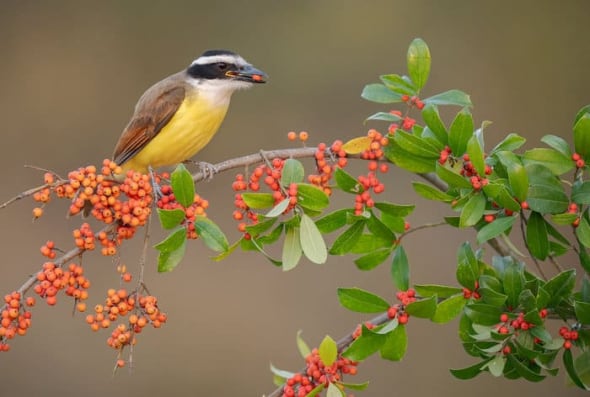 Great Kiskadee