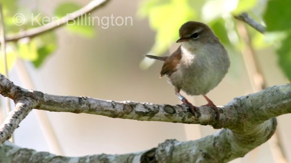 Cetti`s Warbler (Cettia cetti) 