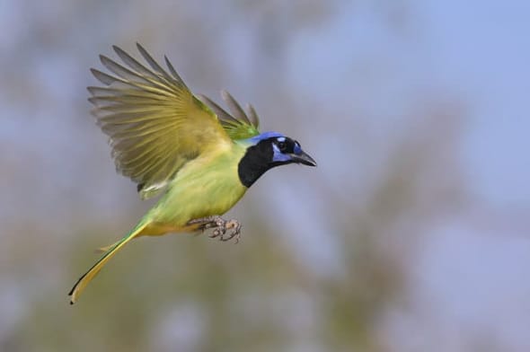 Green Jay