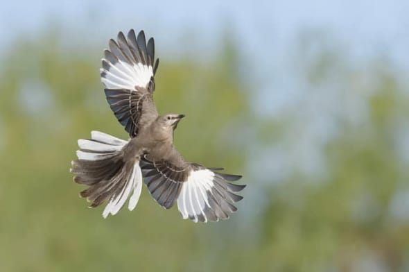 Northern Mockingbird