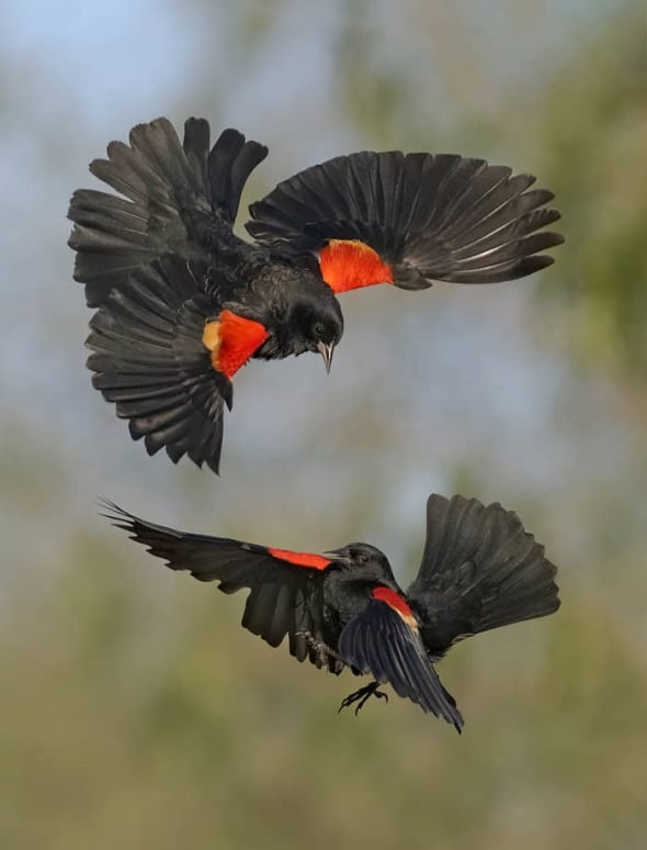 Red-winged Blackbirds