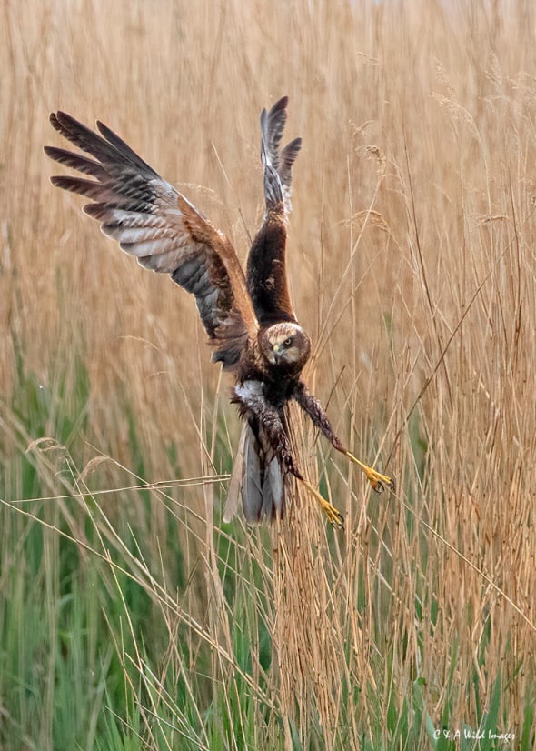Marsh Harrier Out Hunting